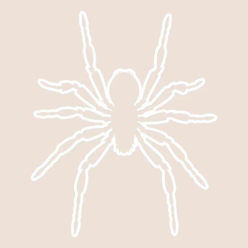 Araignée araignées animaux