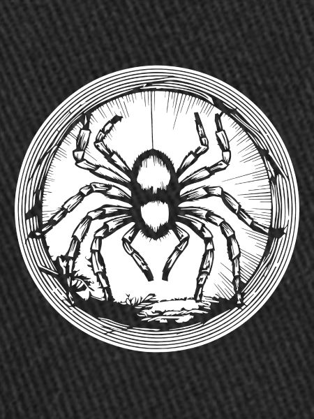 Araignée araignées animaux