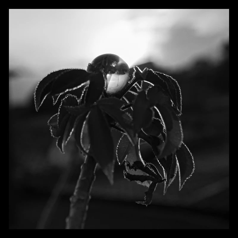 Der Marmor
