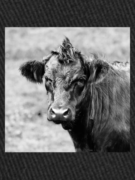 Cattle