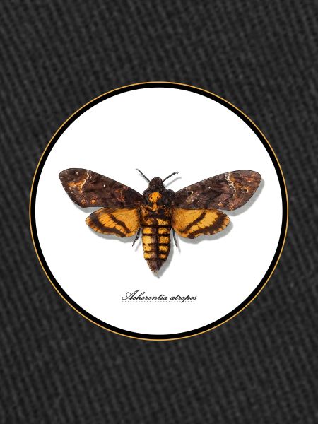Acherontia atropos