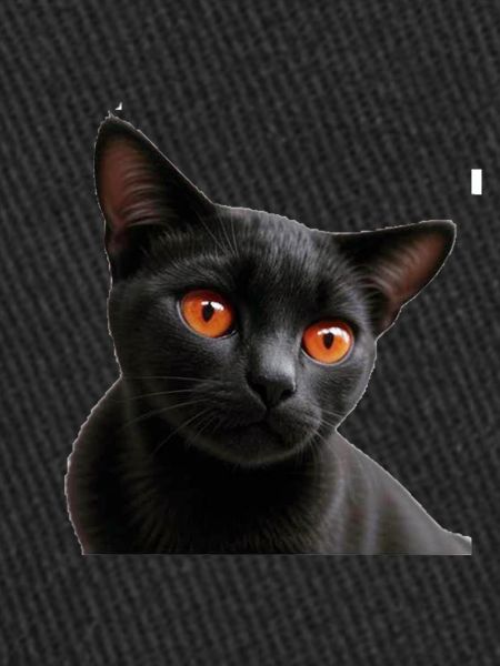 Chat noir