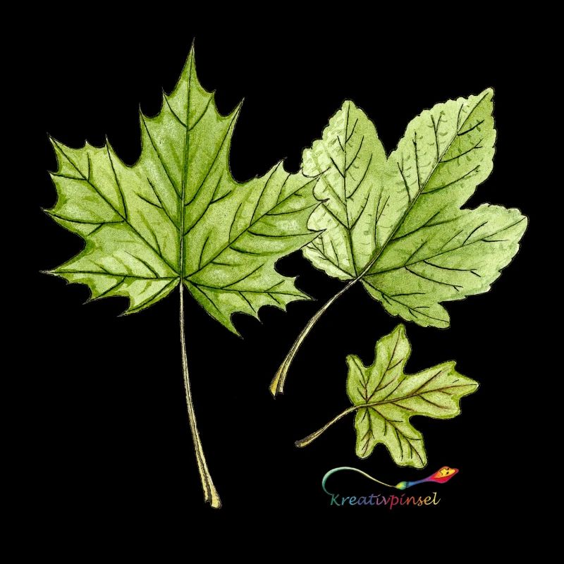 Feuilles d’érable