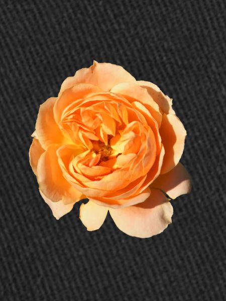 Rose isolée