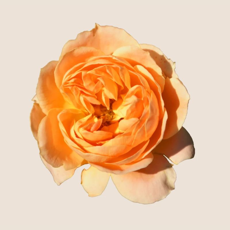 Rose isolée