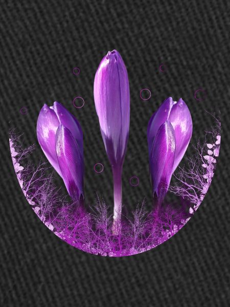Crocus Crocus Fleurs Violettes
