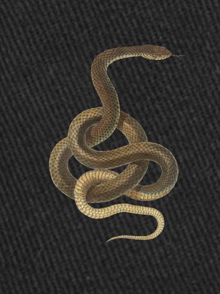 Serpent