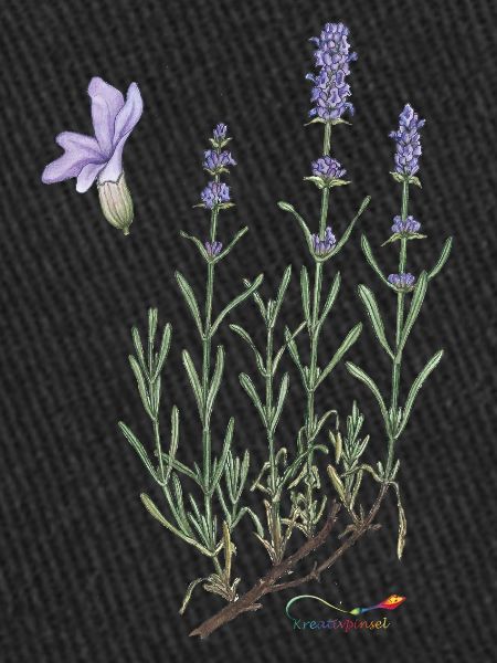 lavender