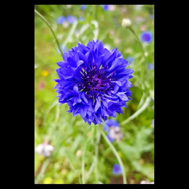 bluebottle also cornflower Kornblume Zyane