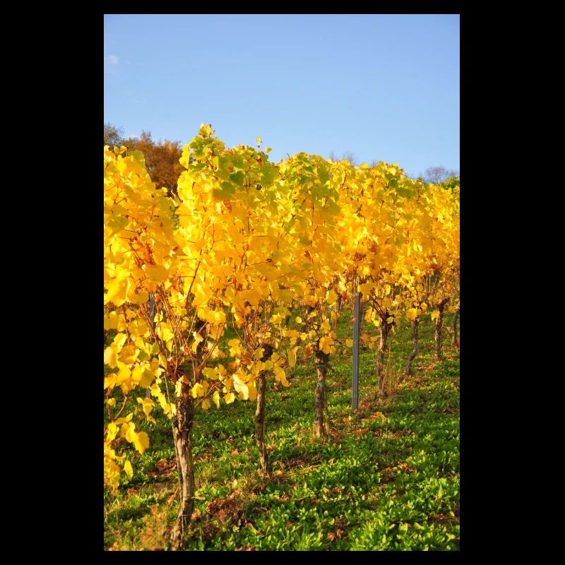 Vignes de Riesling de Moselle à l'automne 2