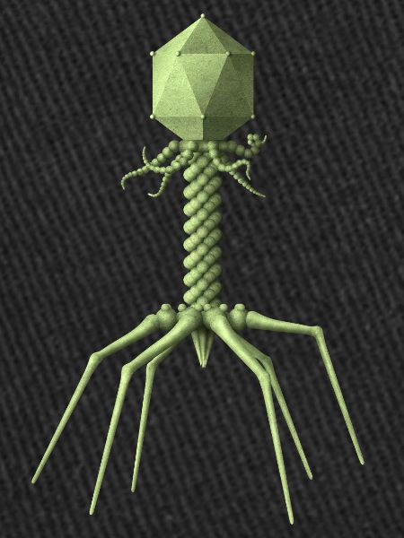 Phage
