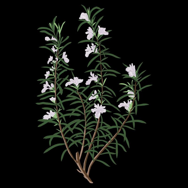 Romarin fleuri