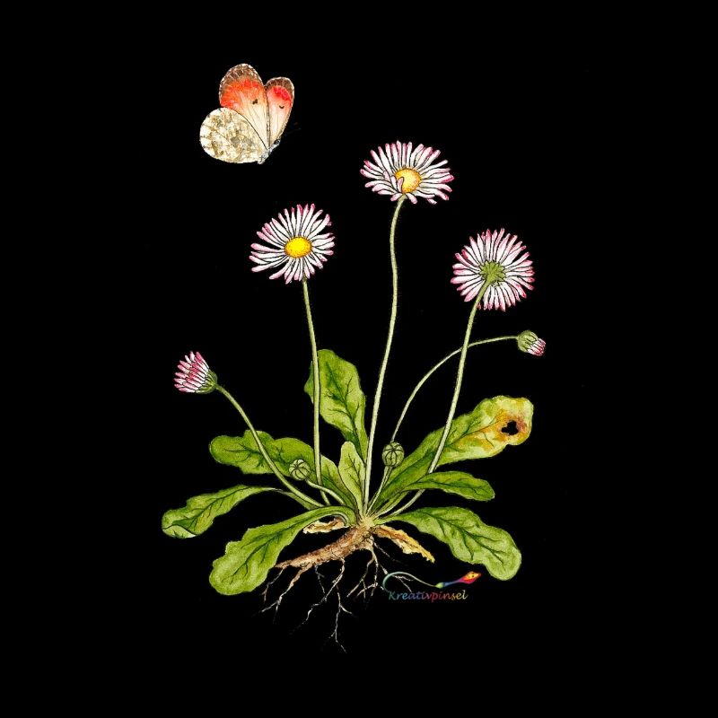 Gänseblümchen mit Aurorafalter