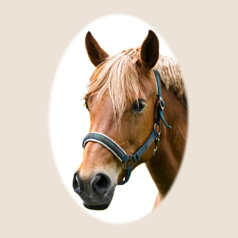 Cheval. Cheval.