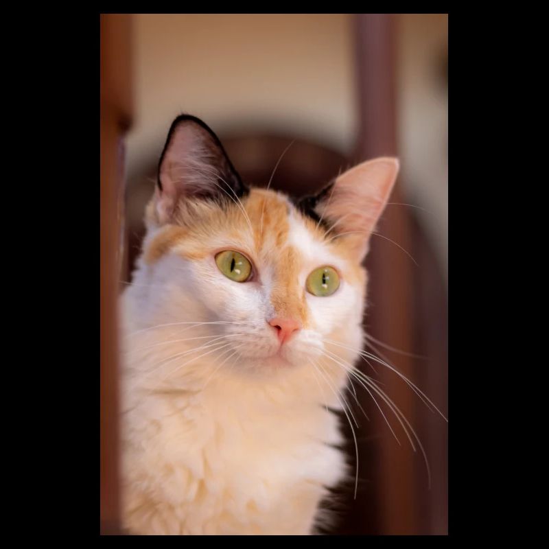 le chat au doux regard