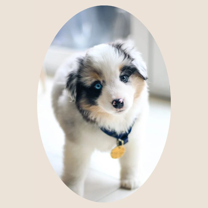 Ein ganz junger Australien Shepherd