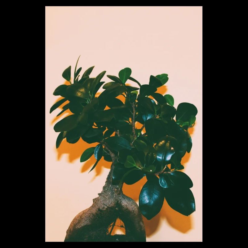 Arbre du bonheur!