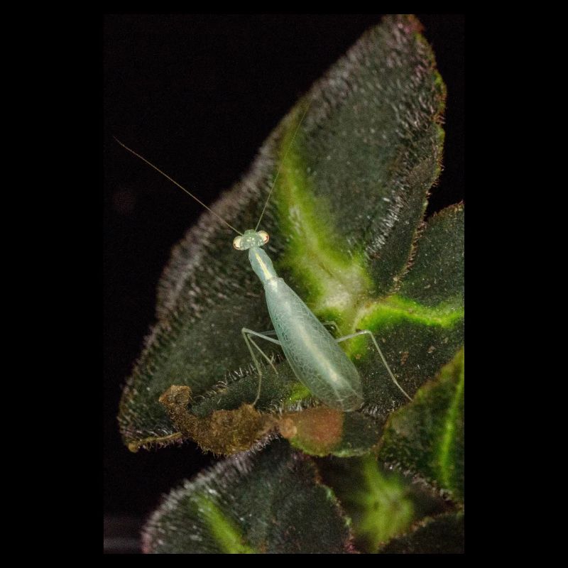 Tropidomantis cf tenue