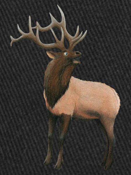 Cerfs wapitis