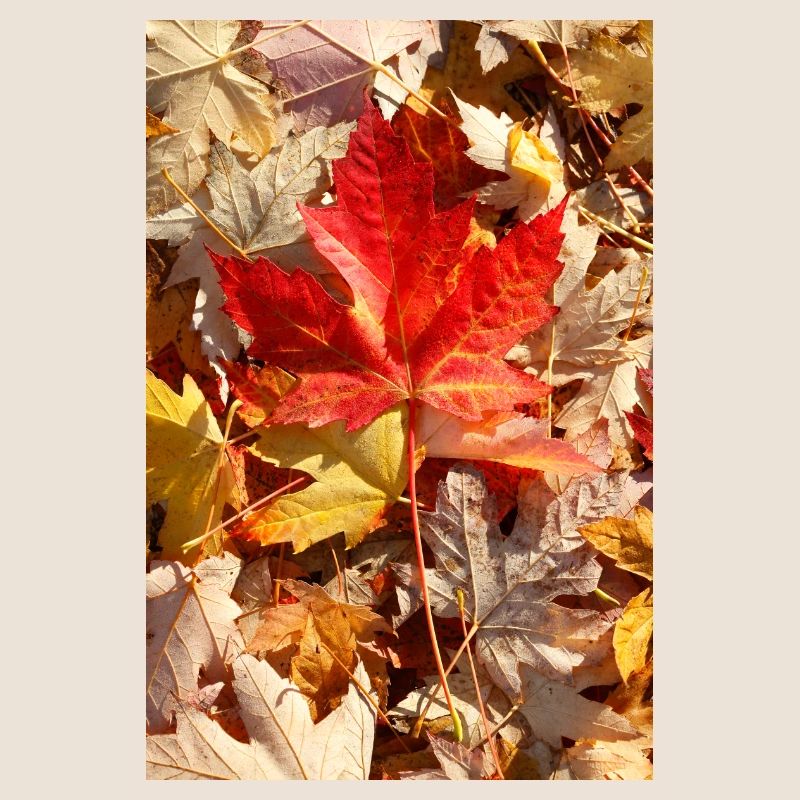 Herbstlaub