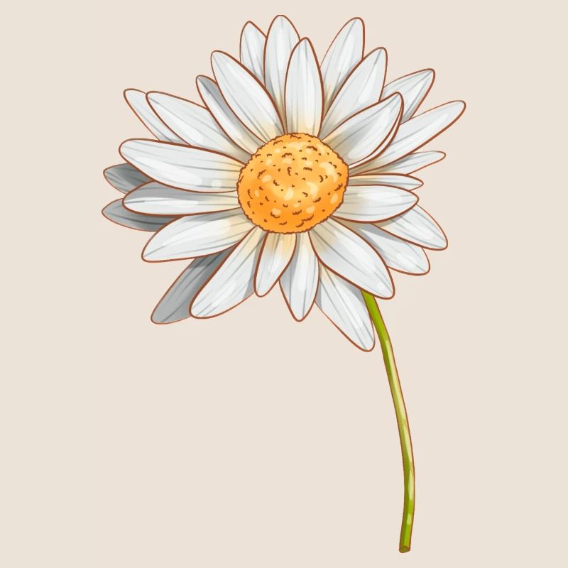 Gänseblümchen
