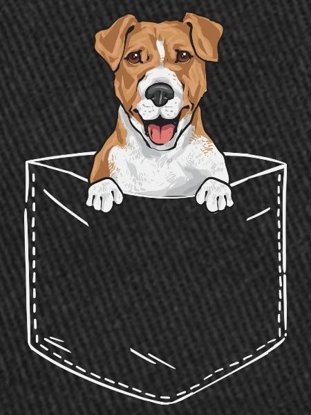 Jack Russell Terrier