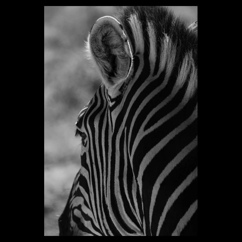 zebra