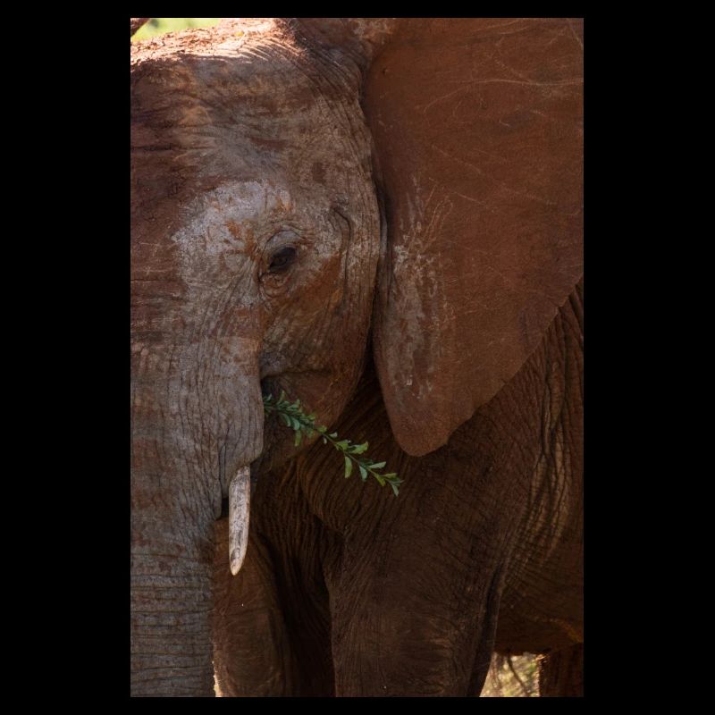 Elefant