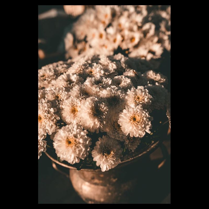 Fleurs de chrysanthème