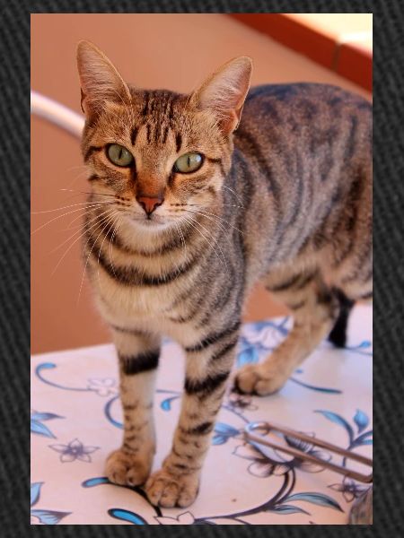 chat, chaton