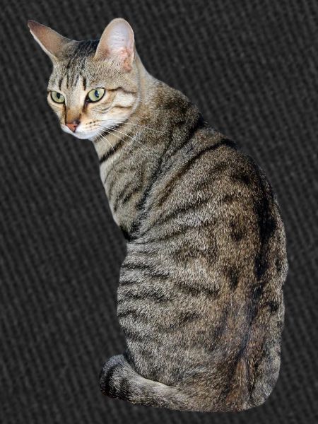 Chat, Chaton, Chat Tigre