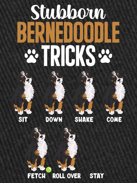 Chien Bernedoodle