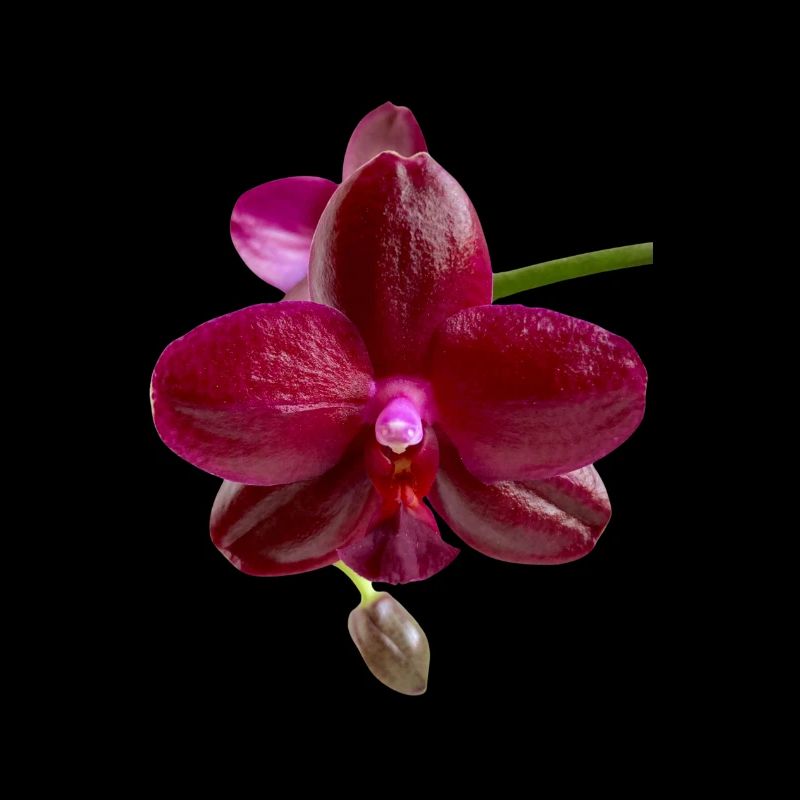 Orchidee Phalaenopsis Sogo Relax Blüte