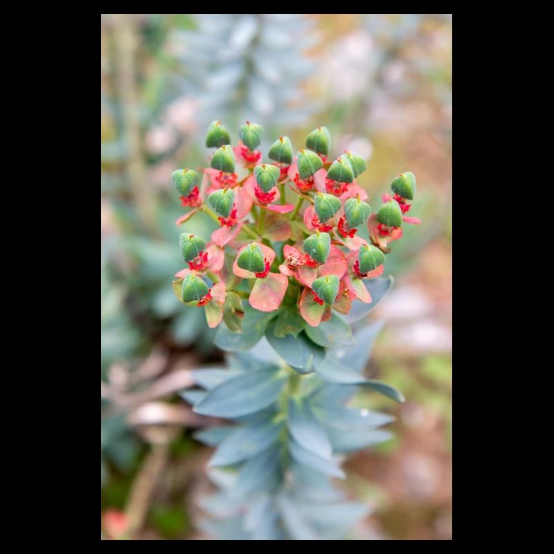 fleur colorée Wolfsmilch (Euphorbia) en fleurs