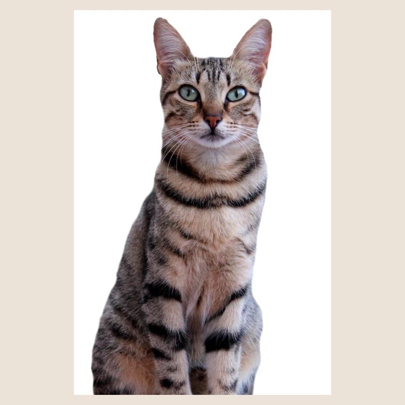 Chat Chaton