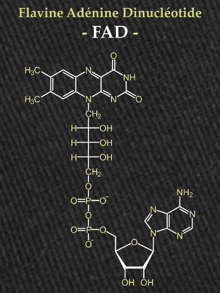 ADF Flavin-Adenin-Cofaktor