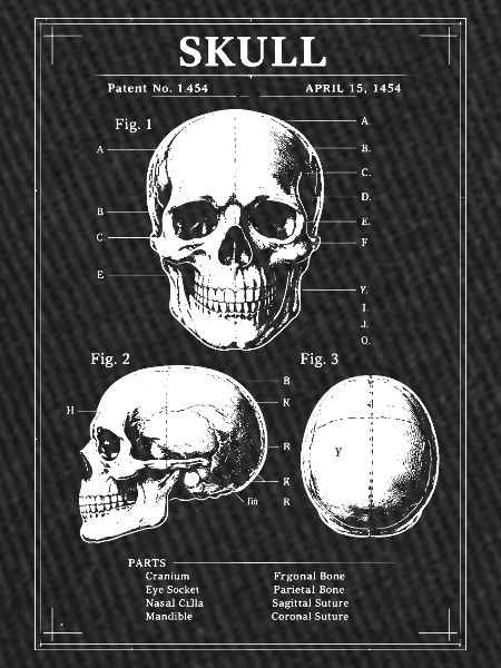 Plan du crâne à rayons X