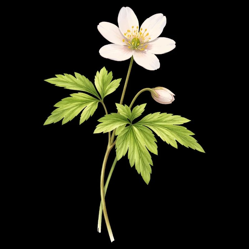 Illustration de fleur printanière anémone des bois