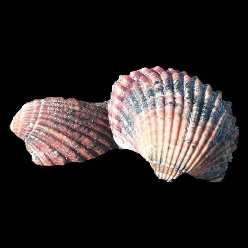Shells, shells, beach, sea, holidays