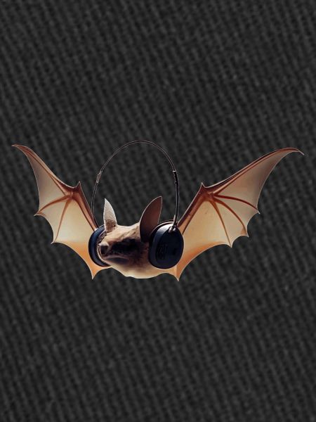 Bats have keen hearing