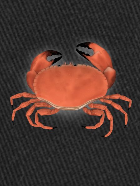 krabbe
