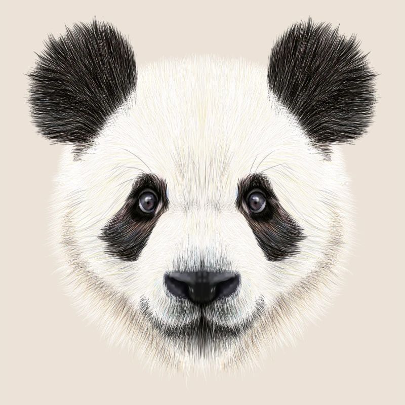 Panda Bear! Doux!