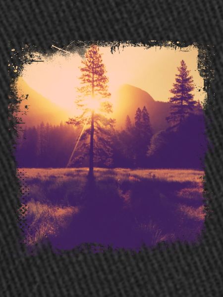 Tree glade sunshine