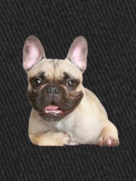 Bulldog