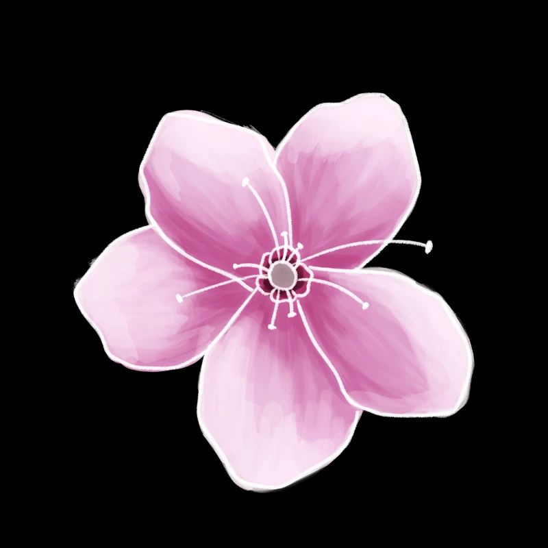 pink Japanese cherry blossom