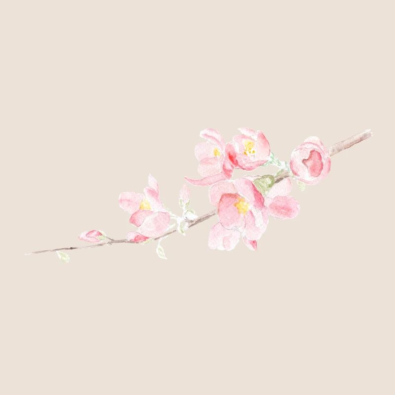 Kirschblüte - Sakura