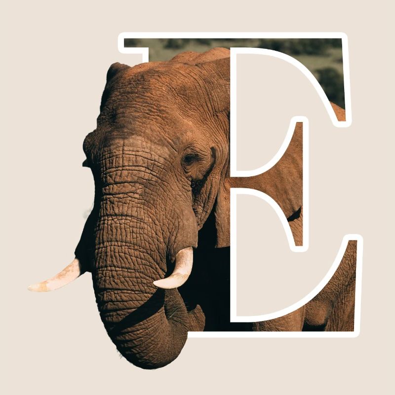 E Elephant Alphabet Tiere