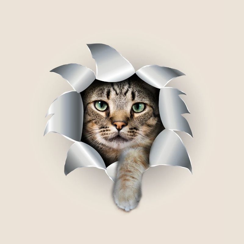 Mignon chatte patte déchirée mignon chat