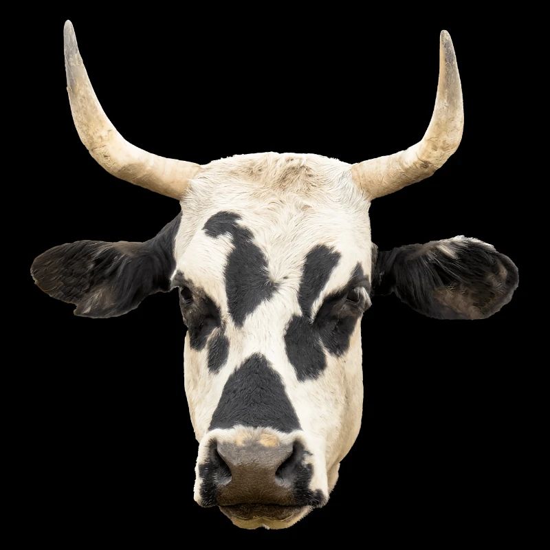 vache