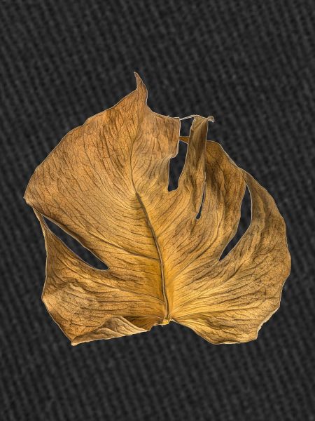 Monstera Blatt getrocknet